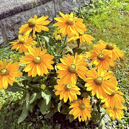 City Bungalow بيت للعطل *