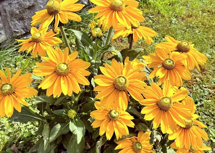 City Bungalow 度假居 *